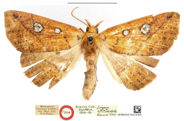 /filer/webapps/moths/media/images/A/albomacula_Singara_HT_NHMUK.jpg