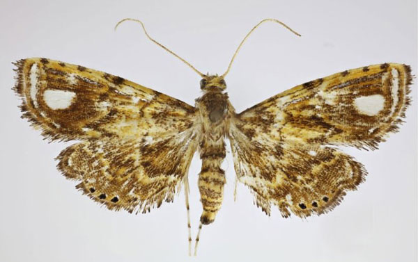 /filer/webapps/moths/media/images/A/albomaculalis_Pseudambia_A_Agassiz_01.jpg