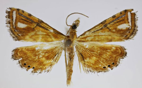 /filer/webapps/moths/media/images/A/albomaculalis_Pseudambia_A_Agassiz_02.jpg