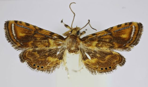 /filer/webapps/moths/media/images/A/albomaculalis_Pseudambia_A_Agassiz_03.jpg