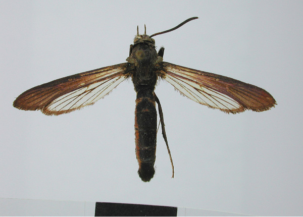 /filer/webapps/moths/media/images/A/albomaculata_Hymenosphecia_HT_MNHN.jpg