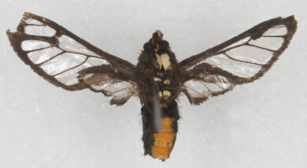 /filer/webapps/moths/media/images/A/albomaculata_Pseudodiptera_HT_RMCA_02.jpg