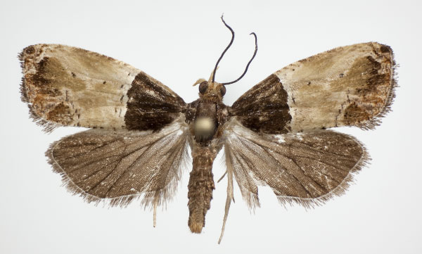 /filer/webapps/moths/media/images/A/albonigra_Conaspasia_AF_NHMO.jpg