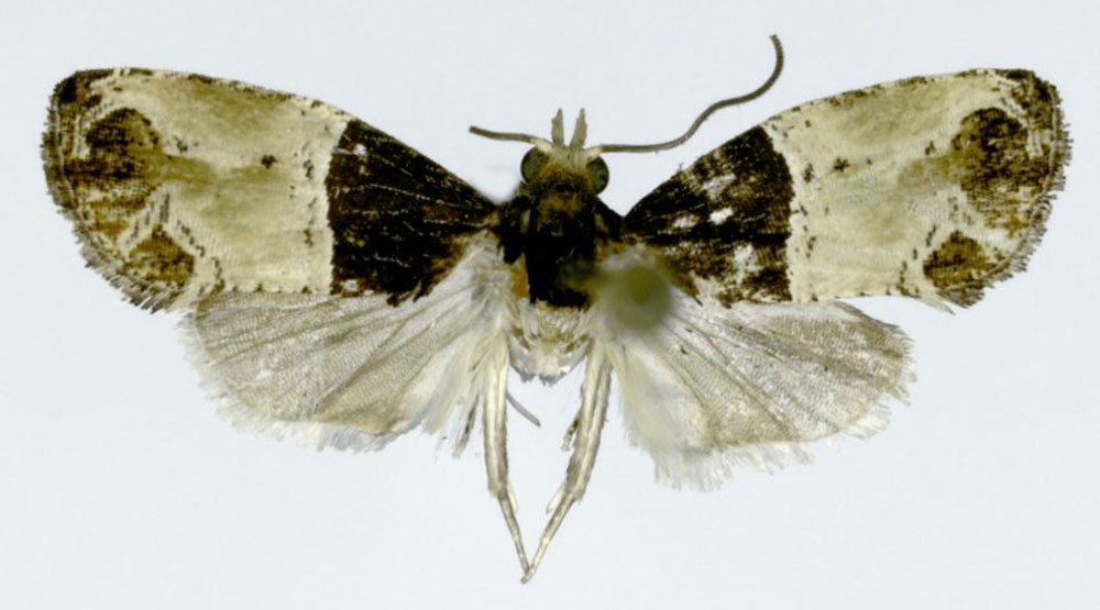 /filer/webapps/moths/media/images/A/albonigra_Conaspasia_HT_ZMJU.jpg