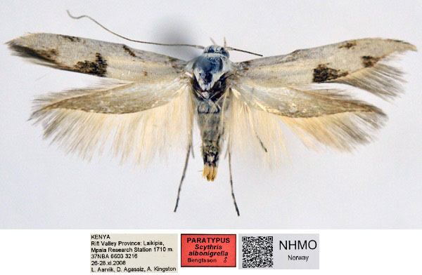 /filer/webapps/moths/media/images/A/albonigrella_Scythris_PT_NHMO_01_DwuLXF2.jpg