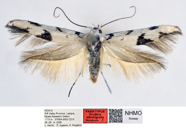 /filer/webapps/moths/media/images/A/albonigrella_Scythris_PT_NHMO_02_ULrY7cn.jpg