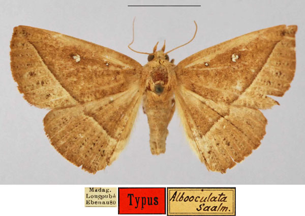 /filer/webapps/moths/media/images/A/albooculata_Capnodes_HT_SNMF.jpg