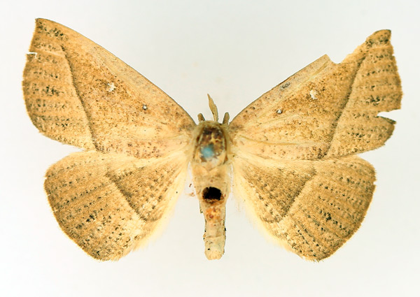 /filer/webapps/moths/media/images/A/albooculata_Ugia_AF_TMSA_01.jpg
