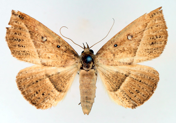 /filer/webapps/moths/media/images/A/albooculata_Ugia_AF_TMSA_02.jpg