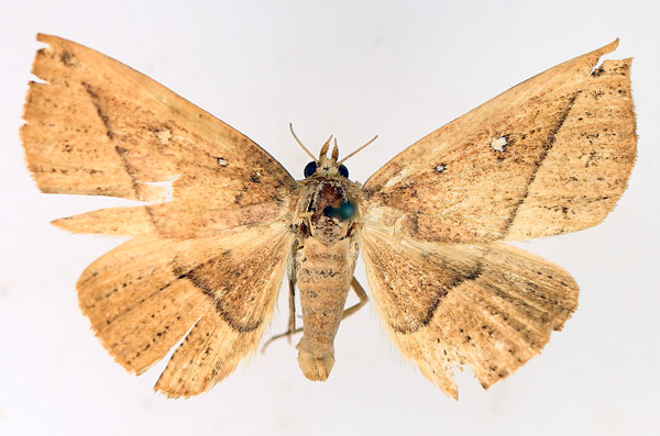 /filer/webapps/moths/media/images/A/albooculata_Ugia_AM_TMSA_01.jpg