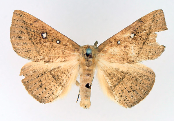 /filer/webapps/moths/media/images/A/albooculata_Ugia_AM_TMSA_02.jpg