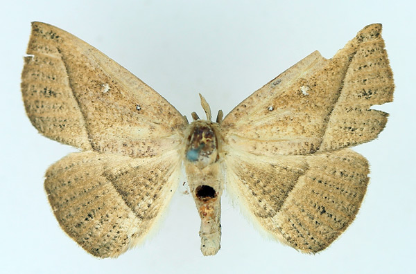 /filer/webapps/moths/media/images/A/albooculata_Ugia_AM_TMSA_05.jpg