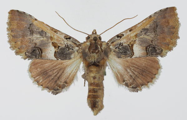 /filer/webapps/moths/media/images/A/alboporphyrea_Thiacidas_AF_Aulombard.jpg