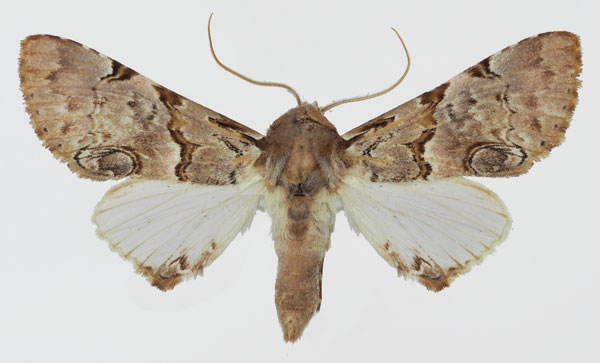 /filer/webapps/moths/media/images/A/alboporphyrea_Thiacidas_AM_Aulombard.jpg