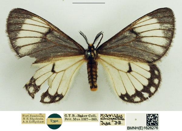 /filer/webapps/moths/media/images/A/albopunctata_Hibrildes_HT_NHMUK.jpg