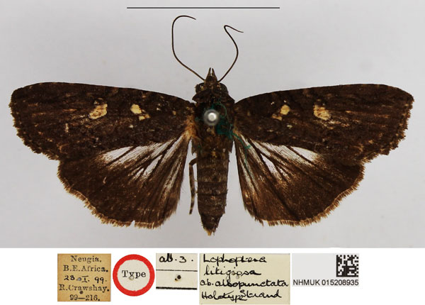 /filer/webapps/moths/media/images/A/albopunctata_Lophoptera_HT_NHMUK.jpg