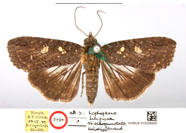 /filer/webapps/moths/media/images/A/albopunctata_Lophoptera_HT_NHMUK_8h20ipS.jpg