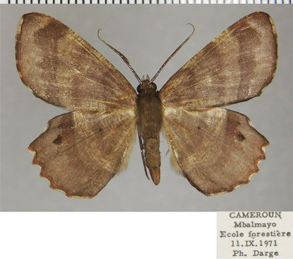 /filer/webapps/moths/media/images/A/albosignata_Erastria_AM_ZSMa.jpg