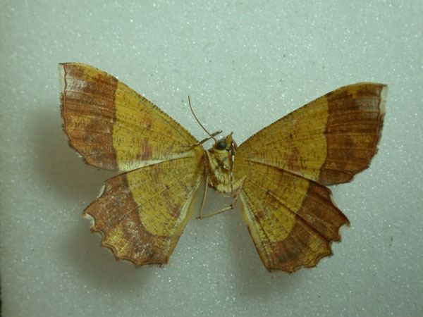 /filer/webapps/moths/media/images/A/albosignata_Erastria_A_Revell.jpg