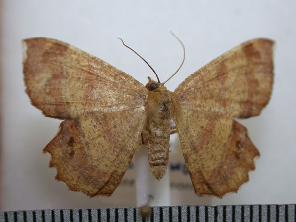 /filer/webapps/moths/media/images/A/albosignata_Erastria_A_Revell_02.jpg