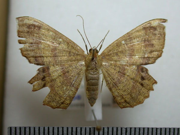 /filer/webapps/moths/media/images/A/albosignata_Erastria_A_Revell_03.jpg