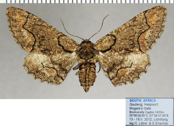/filer/webapps/moths/media/images/A/albosignata_Omphalucha_AF_ZSM.jpg