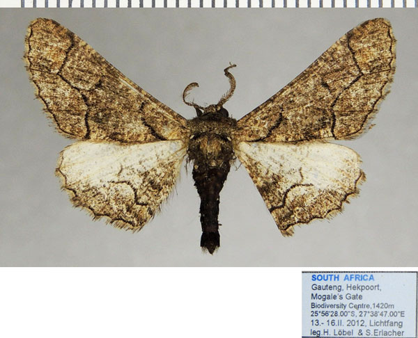 /filer/webapps/moths/media/images/A/albosignata_Omphalucha_AM_ZSMa.jpg