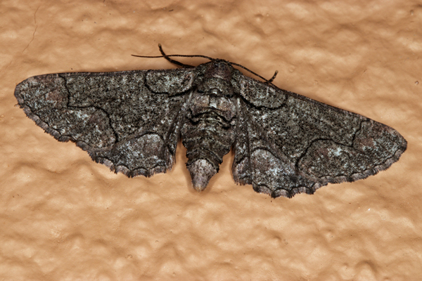 /filer/webapps/moths/media/images/A/albosignata_Omphalucha_A_Roland_01.jpg