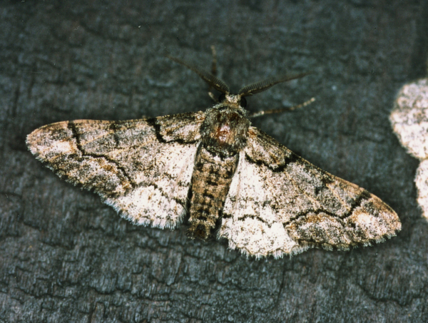 /filer/webapps/moths/media/images/A/albosignata_Omphalucha_A_Roland_01_L2PMzvR.jpg
