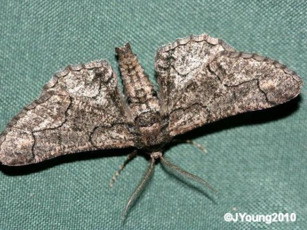/filer/webapps/moths/media/images/A/albosignata_Omphalucha_A_Young.jpg