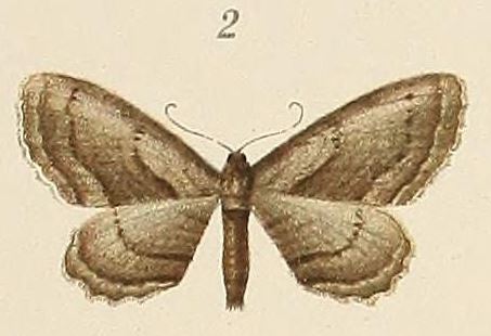 /filer/webapps/moths/media/images/A/albostriata_Phibalapteryx_STF_Voeltzkow_6-02.jpg