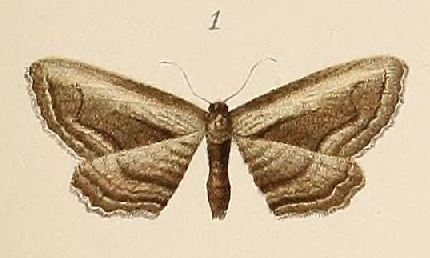 /filer/webapps/moths/media/images/A/albostriata_Phibalapteryx_STM_Voeltzkow_6-01.jpg