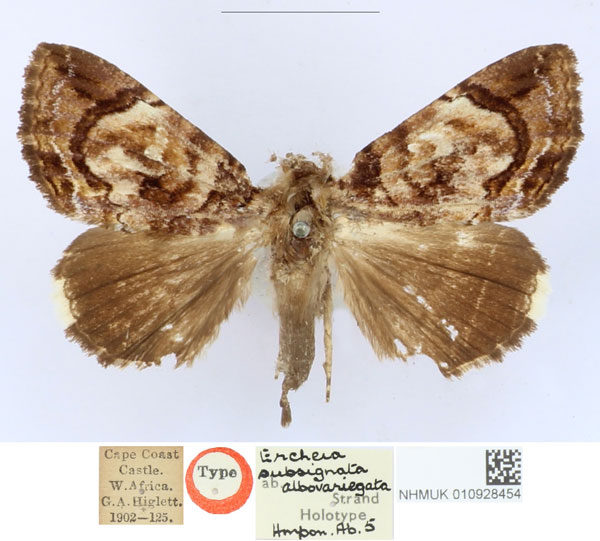 /filer/webapps/moths/media/images/A/albovariegata_Ercheia_HT_BMNH_bJv6KZJ.jpg