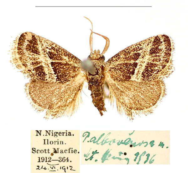 /filer/webapps/moths/media/images/A/albovenosa_Halseyia_AM_BMNH_PKe80uO.jpg