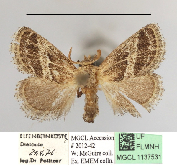 /filer/webapps/moths/media/images/A/albovenosa_Halseyia_A_MGCLa_01.JPG