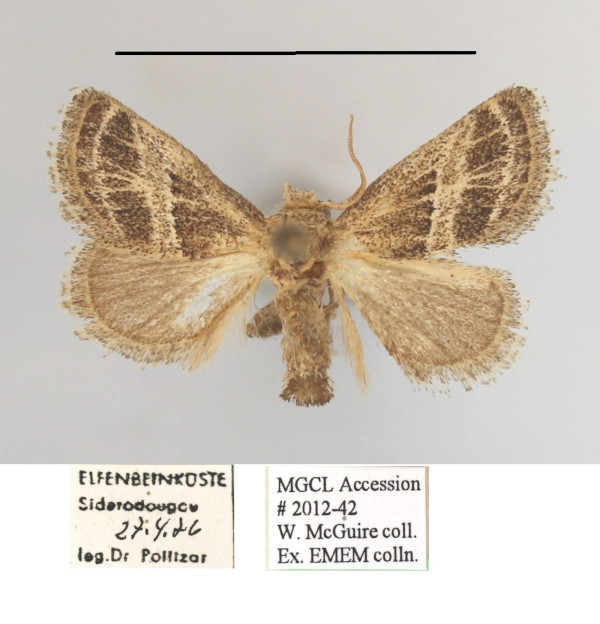 /filer/webapps/moths/media/images/A/albovenosa_Halseyia_A_MGCLa_03.JPG