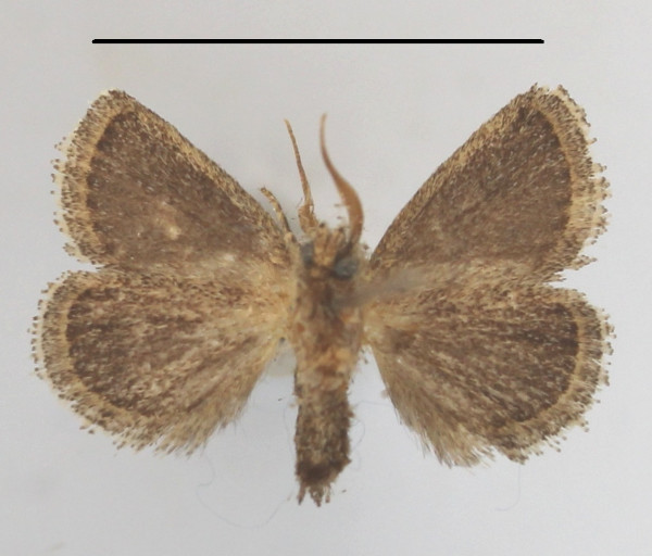 /filer/webapps/moths/media/images/A/albovenosa_Halseyia_A_MGCLb_02.JPG