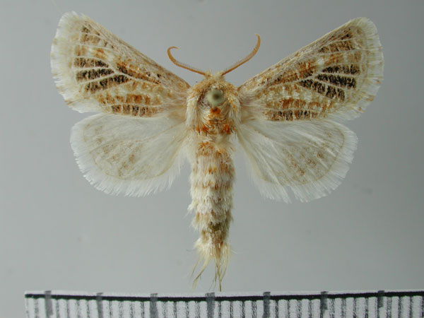 /filer/webapps/moths/media/images/A/albovenosa_Salagena_HT_NMNW.jpg