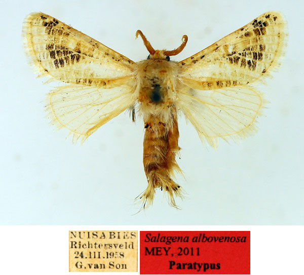 /filer/webapps/moths/media/images/A/albovenosa_Salagena_PT_TMSA_01_NB6AhuV.jpg