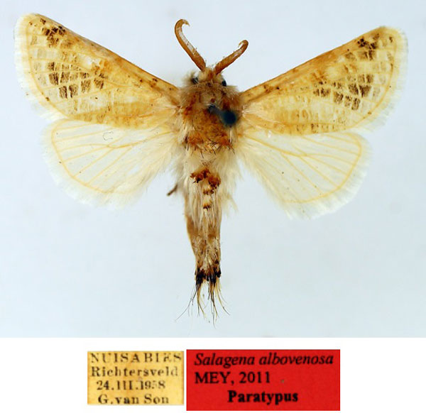 /filer/webapps/moths/media/images/A/albovenosa_Salagena_PT_TMSA_02_c0KouMs.jpg