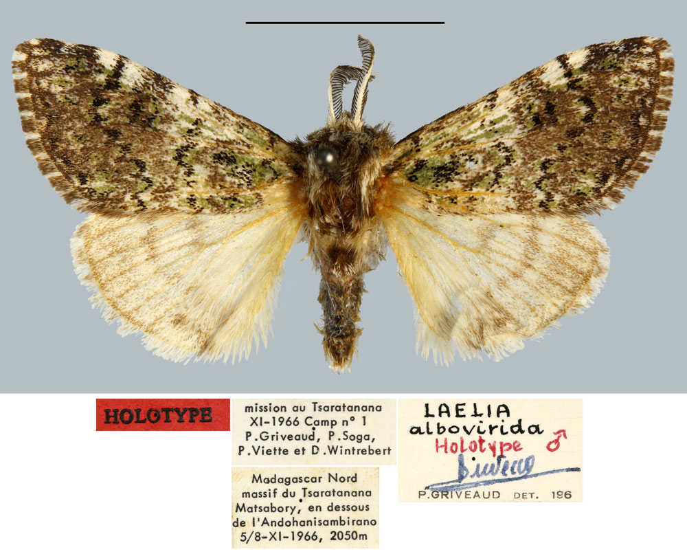 /filer/webapps/moths/media/images/A/albovirida_Laelia_HT_MNHN.jpg