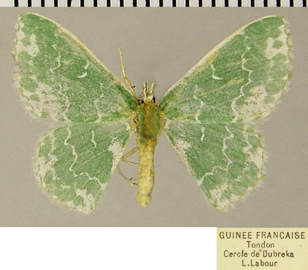 /filer/webapps/moths/media/images/A/alboviridata_Rhodesia_AF_ZSM.jpg