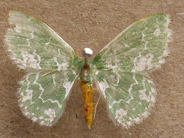 /filer/webapps/moths/media/images/A/alboviridata_Rhodesia_A_Butler.JPG