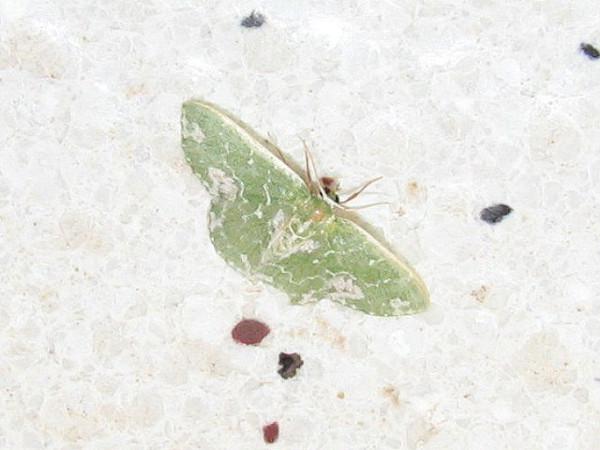 /filer/webapps/moths/media/images/A/alboviridata_Rhodesia_A_Goff.JPG