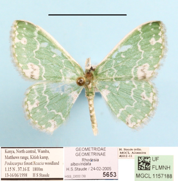 /filer/webapps/moths/media/images/A/alboviridata_Rhodesia_A_MGCLa_01.JPG