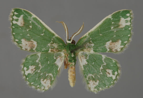 /filer/webapps/moths/media/images/A/alboviridata_Rhodesia_A_ZSM_01.jpg