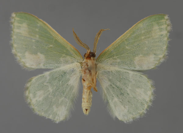 /filer/webapps/moths/media/images/A/alboviridata_Rhodesia_A_ZSM_02.jpg