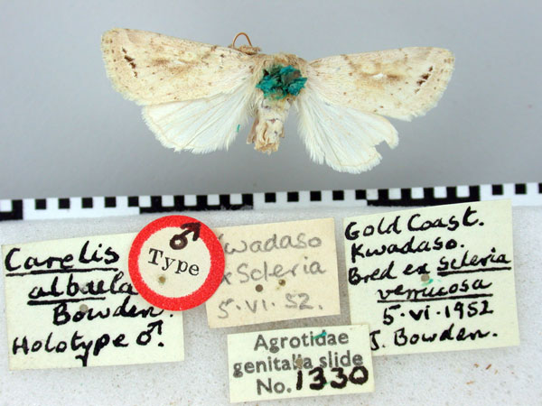 /filer/webapps/moths/media/images/A/albula_Carelis_HT_BMNH.jpg