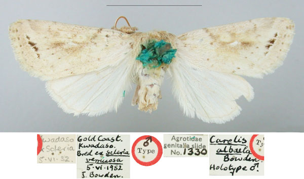 /filer/webapps/moths/media/images/A/albula_Carelis_HT_BMNH_DGpR9k8.jpg