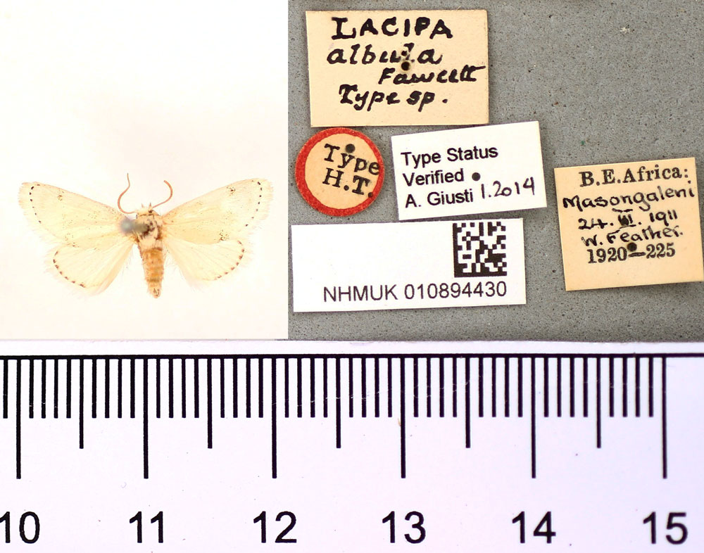 /filer/webapps/moths/media/images/A/albula_Lacipa_HT_BMNH.jpg